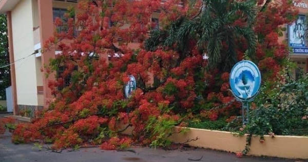 Lại thêm một cây phượng ở trường tiểu học ngã bật gốc sau mưa lớn