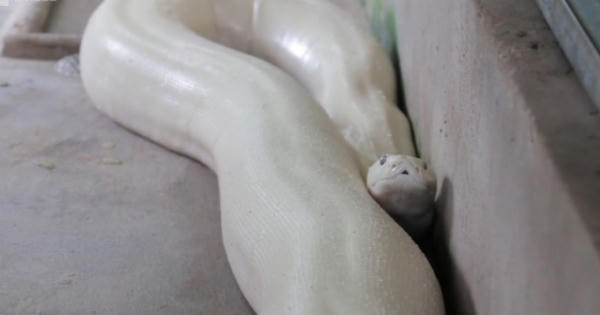 Trăn 'khủng' toàn thân màu trắng ở miền Tây