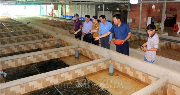 Bỏ chức Giám đốc, về quê nuôi lươn giống lãi tiền tỷ mỗi năm Bỏ chức Giám đốc, về quê nuôi lươn giống lãi tiền tỷ mỗi năm