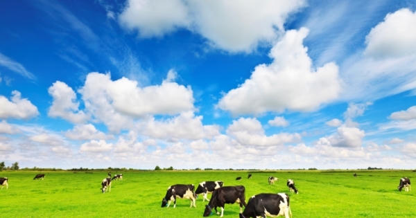 Vinamilk tiên phong thị trường thực phẩm organic cao cấp tại Việt Nam