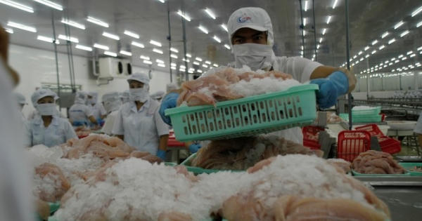 Xuất khẩu cá tra sang Trung Quốc có thể gián đoạn đến hết quý I năm 2021 Xuất khẩu cá tra sang Trung Quốc có thể gián đoạn đến hết quý I năm 2021