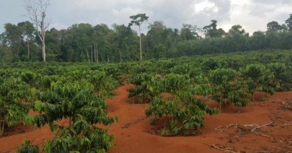 Tại sao chưa xử phạt, thu hồi diện tích đất rừng sai phạm của công ty Hiệp Lợi? Tại sao chưa xử phạt, thu hồi diện tích đất rừng sai phạm của công ty Hiệp Lợi?