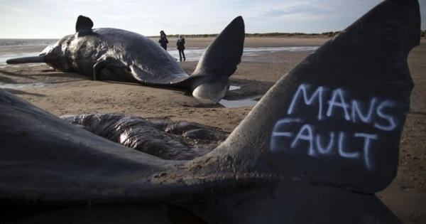 "Thủy quái" liên tiếp dạt bờ: Điềm báo gì?