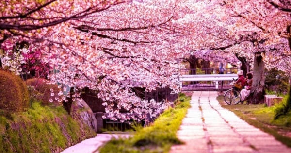 Gần 4 tỷ đồng đầu tư cho Lễ hội hoa Anh Đào tại Việt Nam 2016