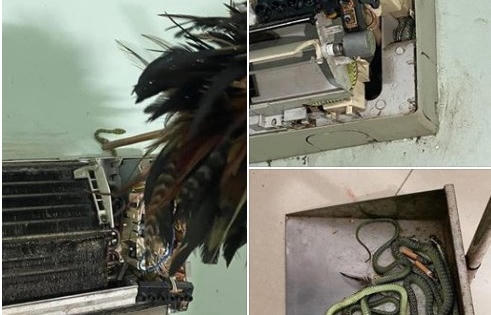 Phát hoảng thấy 40 con rắn bò lổm ngổm trong... điều hoà phòng ngủ