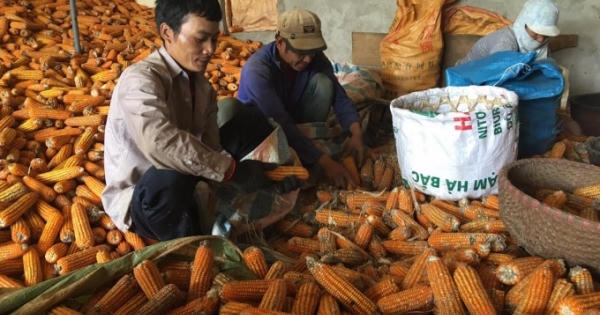 Sơn La xưa nay hiếm: Mua ngô làm phân bón cây
