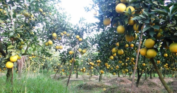 Nông nghiệp, nông thôn Hưng Yên khởi sắc