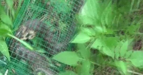 Những thanh niên bẫy rắn hổ mang 'khủng' bằng mồi cóc