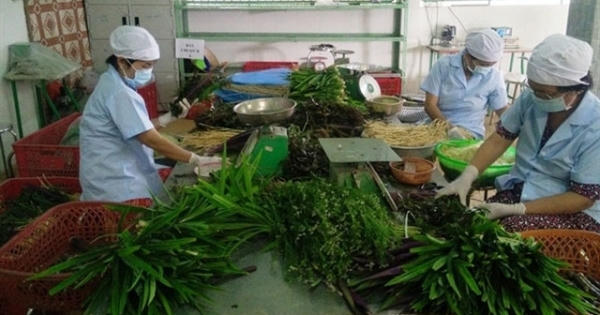 Rau an toàn, VietGAP nghẽn đầu ra, nông dân xin chuyển canh tác truyền thống