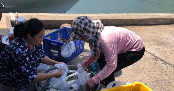 Gần 35 tấn cá lồng bè ở Kiên Giang chết chưa rõ nguyên nhân