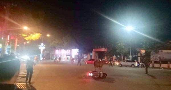 Bình Dương: Bò "điên" náo loạn đường phố, nhiều người bị thương