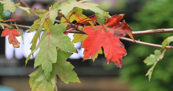 Phong lá đỏ chuyển màu đỏ rực tạo thêm điểm nhấn lãng mạn cho đường phố Thủ đô Phong lá đỏ chuyển màu đỏ rực tạo thêm điểm nhấn lãng mạn cho đường phố Thủ đô