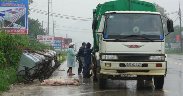 Tuyên Quang: Hãi hùng xác động vật và rác thải trên đại lộ Tân Trào