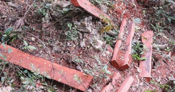 Phạt nặng hành vi khai thác rừng trái pháp luật