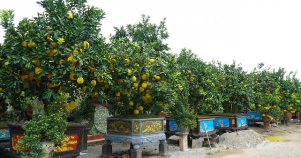 Vườn bưởi cảnh tiền tỷ tất bật chuẩn bị vào vụ Tết