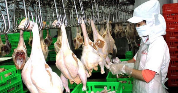 300 tấn thịt gà đầu tiên sẽ xuất sang Nhật