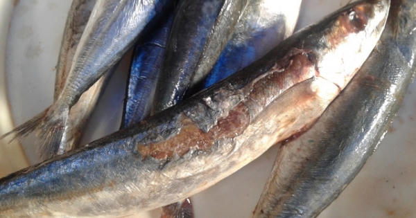 Kinh hãi với cá nục xịn 'chỉ đáng cho mèo ăn' ở Hà Nội