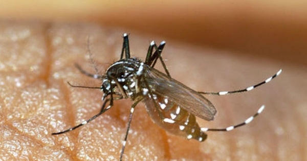 Virus Zika và nguy cơ bùng phát dịch