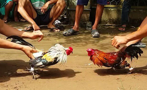 Bắt 11 đối tượng tham gia sát phạt bằng hình thức đá gà ăn tiền giữa vườn điều