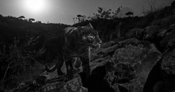 Xuất hiện hai con báo đen trong khu dân cư tại Đồng Nai?