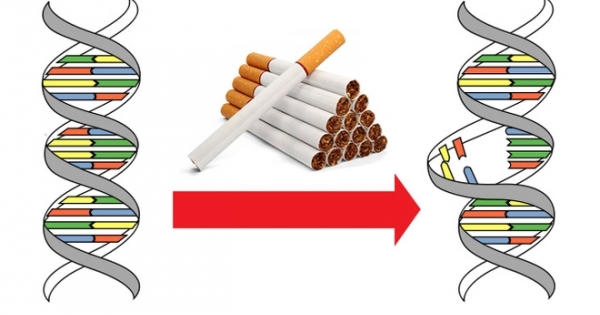 Cứ hút 15 điếu thuốc lá, bộ gen của bạn sẽ đột biến một lần