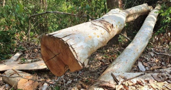 Phát hiện vụ phá rừng quy mô lớn ở Đắk Lắk