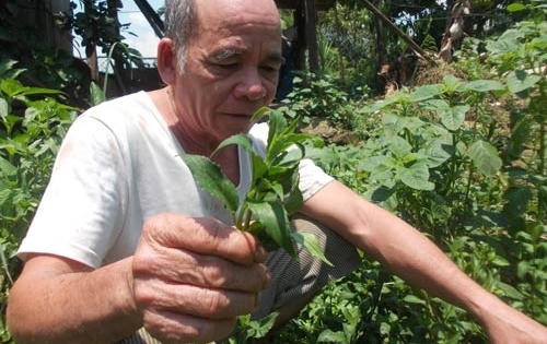 Người Ca Dong trồng rau sạch