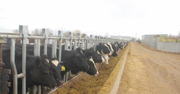 Vinamilk nhập hơn 2.000 con bò sữa cao sản từ Mỹ Vinamilk nhập hơn 2.000 con bò sữa cao sản từ Mỹ