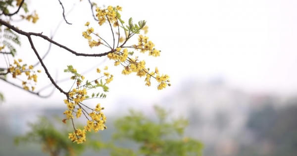 Mê mẩn ngắm hoa điệp thả dáng bên mặt hồ Hà Nội