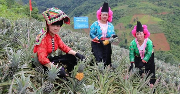 Triển vọng từ mô hình trồng dứa ở Thuận Châu Triển vọng từ mô hình trồng dứa ở Thuận Châu