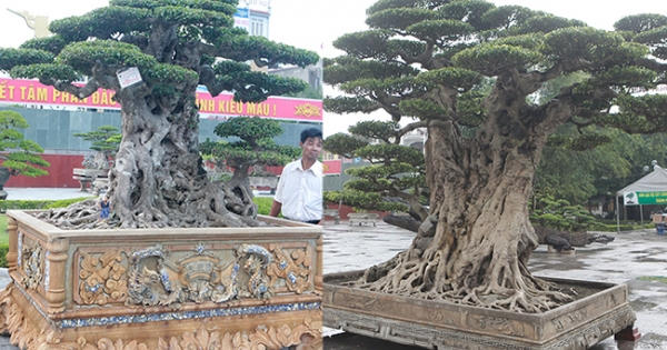 Mua cây sanh cổ quá cao, cắt làm đôi tạo thành 2 cây bán gần 20 tỷ