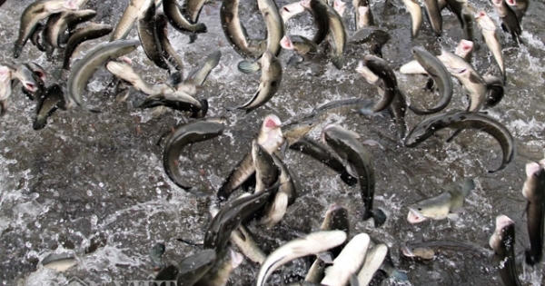Anh nông dân Cần Thơ gọi cả vạn con cá lóc nhảy múa trên mặt nước