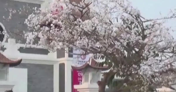 Đặc sắc Lễ hội hoa anh đào Hanami tại Đà Nẵng Đặc sắc Lễ hội hoa anh đào Hanami tại Đà Nẵng