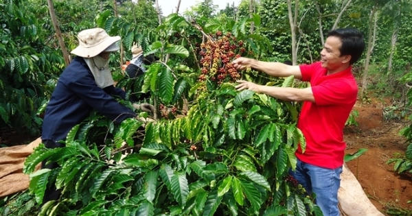Hoảng hốt khi trong tách cà phê... không có hạt cà phê nào