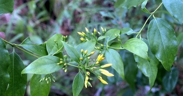 Xử tử hình bằng lá ngón liệu có khả thi?