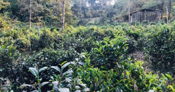 Về Phú Hội thưởng trà, tận hưởng bình yên Về Phú Hội thưởng trà, tận hưởng bình yên