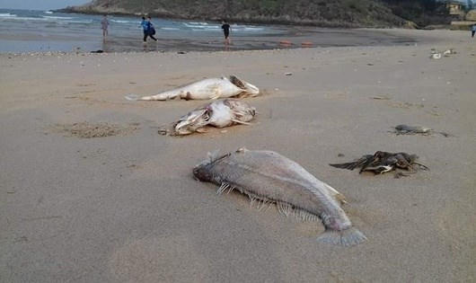 Đề nghị kỷ luật nhiều cá nhân liên quan đến sự cố môi trường ở Hà Tĩnh