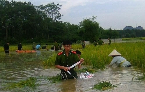 Ninh Bình: CSGT, Công an 2 huyện được huy động giúp dân gặt lúa chạy lũ