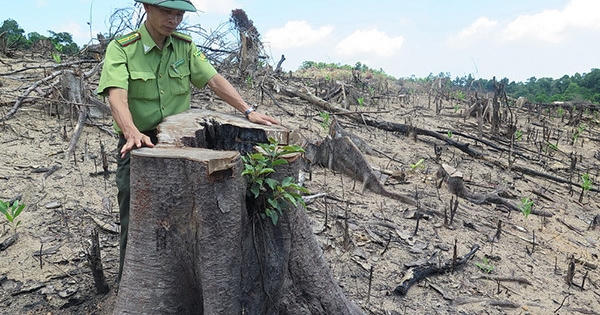 Bình Định: Kỷ luật Chủ tịch và Phó Chủ tịch Thường trực UBND huyện An Lão vì liên quan đến phá rừng