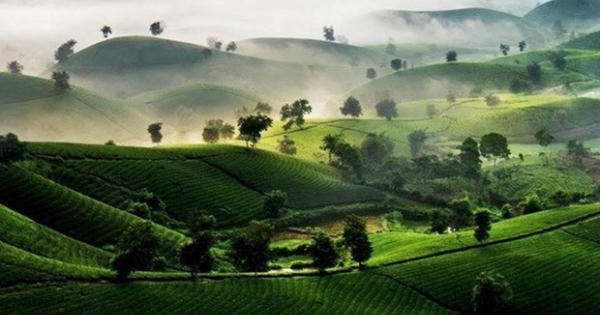 Phú Thọ đầu tư trên 118 tỷ đồng xây dựng thương hiệu chè Phú Thọ