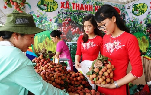 Hải Dương sẽ xuất khẩu 1.000 tấn vải thiều trong năm 2018
