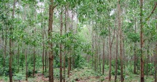 Lâm Đồng: Bắt nhóm đối tượng giết người tại rừng Di Linh