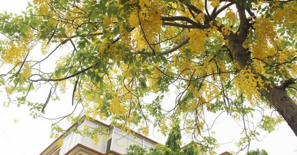 Rực rỡ sắc muồng Hoàng Yến, ngát hương thơm trong nắng hè Hà Nội