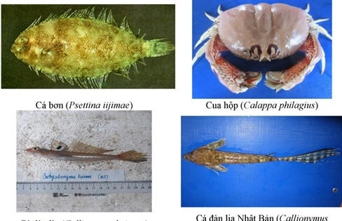 154 loại hải sản miền Trung khuyến cáo không nên ăn