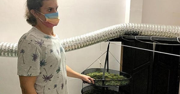 Bình Thuận: Trồng cần sa trong nhà thuê, người đàn ông quốc tịch Nga bị bắt giữ