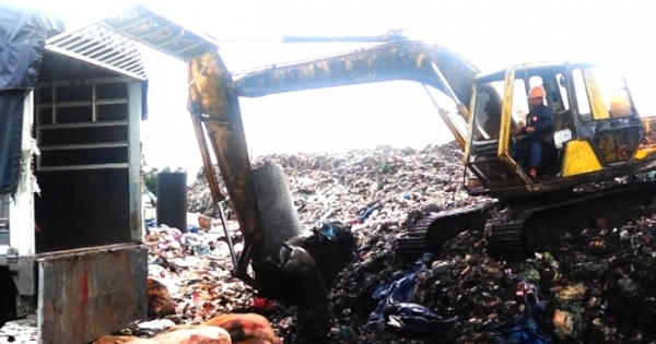 Tiêu hủy 24 con lợn ăn chất cấm Salbutamol