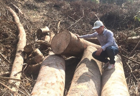 Lợi dụng cải tạo rừng nghèo kiệt để khai thác gỗ lớn, có hay không?!