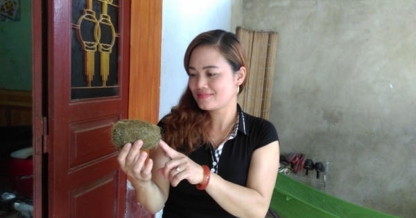 Phú Thọ: Tưởng "u lợn" lại hóa "cát lợn tiền tỷ"