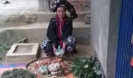 Bí kíp chữa bệnh gan hiệu quả bằng thuốc Nam người Dao