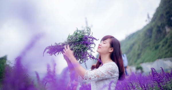 Hoa Oải hương nhuộm tím thung lũng Bắc Hà